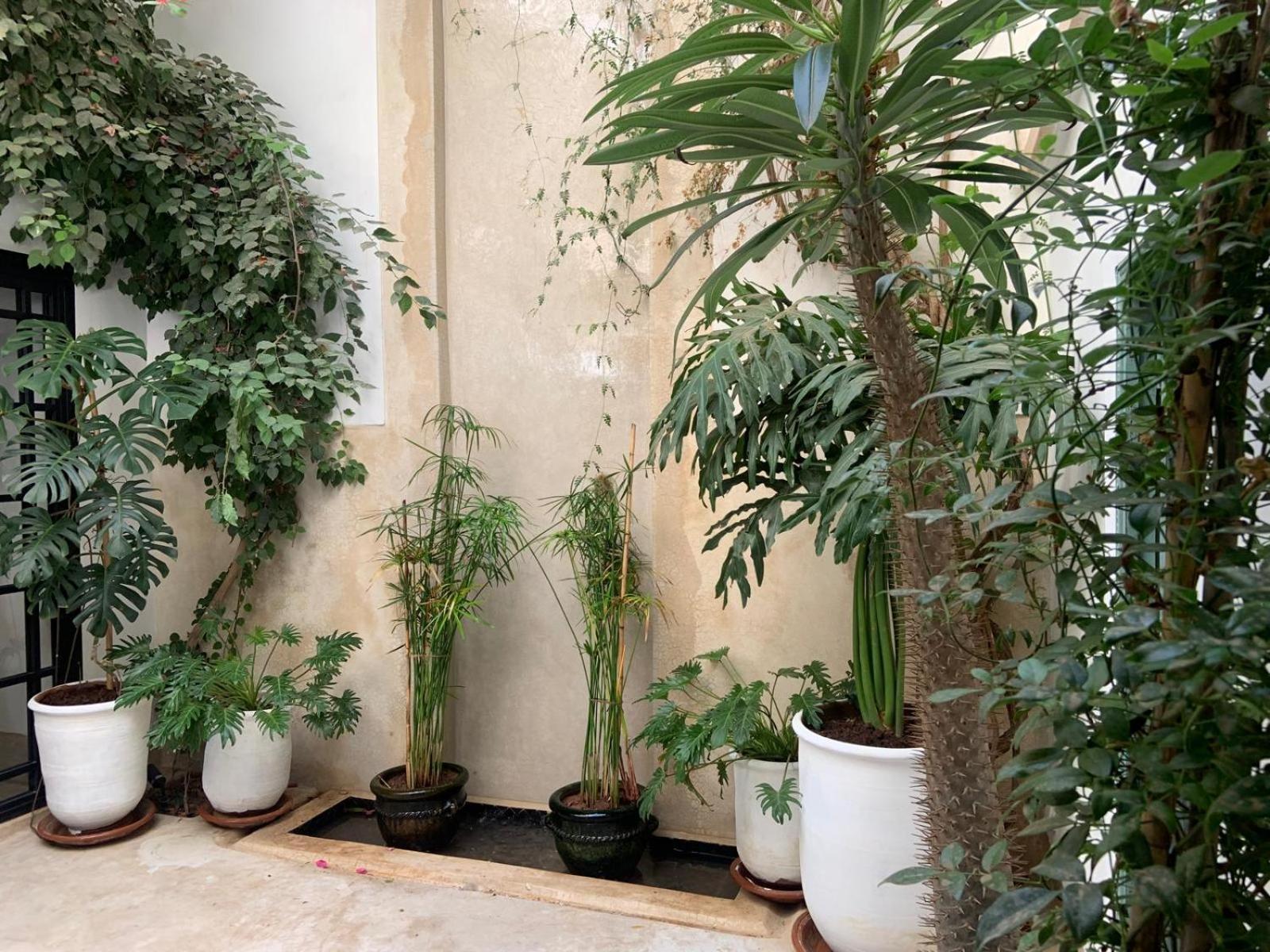 Le Petit Pacha Hotel Marrakesh Ngoại thất bức ảnh
